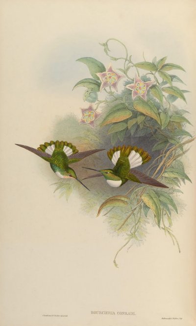 Bourciera conradi by John Gould